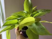 Parduodamas neon pothos