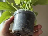 Parduodamas neon pothos - nuotraukos Nr. 2