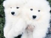 Samojedai