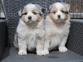 Aussi blue merle mergaite & berniukas - nuotraukos Nr. 3