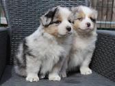 Aussi blue merle mergaite & berniukas