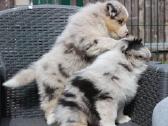 Aussi blue merle mergaite & berniukas - nuotraukos Nr. 4