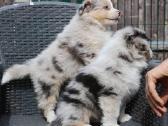 Aussi blue merle mergaite & berniukas - nuotraukos Nr. 5