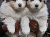 Aussi blue merle mergaite & berniukas - nuotraukos Nr. 6