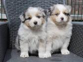 Aussi blue merle mergaite & berniukas - nuotraukos Nr. 7
