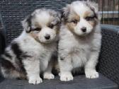 Aussi blue merle mergaite & berniukas