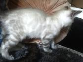 Bengalijos kačiukai,kilmingi - nuotraukos Nr. 7