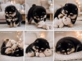 Pomeranijos špiciukas,babyface, mini bus - nuotraukos Nr. 3