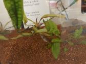Parduodamas akvariūmas su viskuom 40l - nuotraukos Nr. 3