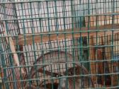 Dovanoju 3 Degu