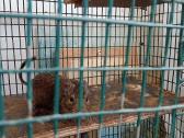 Dovanoju 3 Degu - nuotraukos Nr. 2