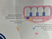 Lavinamasis kilimelis su pianinu. - nuotraukos Nr. 6