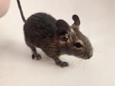Degu mažyliai - nuotraukos Nr. 5