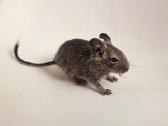 Degu mažyliai - nuotraukos Nr. 3