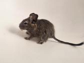 Degu mažyliai - nuotraukos Nr. 4