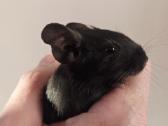 Degu mažyliai - nuotraukos Nr. 2