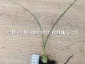 Sukulentai ceropegia, gasteria, haworthia ir kiti - nuotraukos Nr. 4