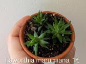 Sukulentai ceropegia, gasteria, haworthia ir kiti - nuotraukos Nr. 5