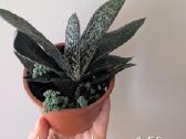 Sukulentai euphorbia platuclada, gasteria ir kiti - nuotraukos Nr. 4
