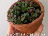 Sukulentai euphorbia platuclada, gasteria ir kiti - nuotraukos Nr. 6
