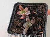 Sukulentai euphorbia platuclada, gasteria ir kiti - nuotraukos Nr. 7
