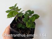Sukulentai euphorbia platuclada, gasteria ir kiti - nuotraukos Nr. 2