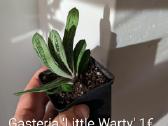 Sukulentai ceropegia, gasteria, haworthia ir kiti - nuotraukos Nr. 6