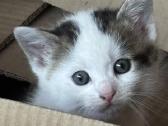 Dovanojame kačiuką