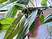 Skindapas Cebu Blue (Epipremnum pinnatum) - nuotraukos Nr. 2