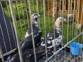 Maulemansai tigriniai permes baltagalviai - nuotraukos Nr. 4