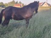 Parduodu erziliuka 11menesiu turi pasa cipa - nuotraukos Nr. 2