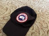 Canada goose