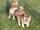 Parduodu Japonu akita inu veislės kalytes