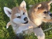 Parduodu Japonu akita inu veislės kalytes - nuotraukos Nr. 2