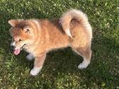 Parduodu Japonu akita inu veislės kalytes - nuotraukos Nr. 3