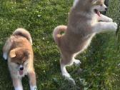 Parduodu Japonu akita inu veislės kalytes - nuotraukos Nr. 4