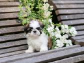 Kilmingos Shih Tzu mergaitės - nuotraukos Nr. 2