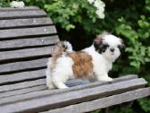 Kilmingos Shih Tzu mergaitės - nuotraukos Nr. 3