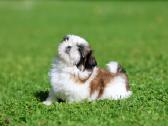 Kilmingos Shih Tzu mergaitės - nuotraukos Nr. 4