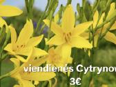 Viendienės Cytrynowa,šokoladinė mėta,šaltmėtė.