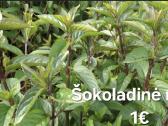 Viendienės Cytrynowa,šokoladinė mėta,šaltmėtė. - nuotraukos Nr. 2