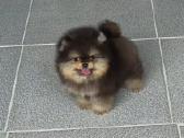 Babyface, mini pomeranas - nuotraukos Nr. 2