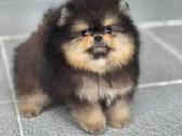 Babyface, mini pomeranas - nuotraukos Nr. 3
