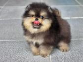 Babyface, mini pomeranas - nuotraukos Nr. 4