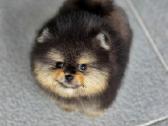Babyface, mini pomeranas