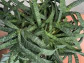 Gasteria - nuotraukos Nr. 2