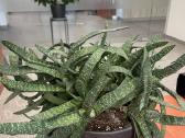 Gasteria
