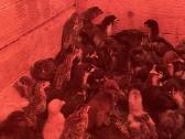 Australorp viščiukai 1 ir 4 sav. su pristatymu.