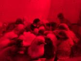Australorp viščiukai 1 ir 4 sav. su pristatymu. - nuotraukos Nr. 2