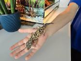 Leopardinis gekonas kartu su visa įranga - nuotraukos Nr. 3